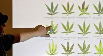 Canadá inaugura la especialidad universitaria en marihuana