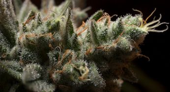 Gorilla Glue #4, descubre la variedad más potente del mundo