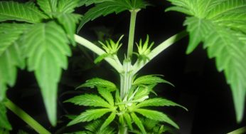 Las podas en plantas de marihuana cultivadas en interior