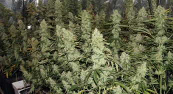 Aprende a plantar marihuana en interior en 4 sencillos pasos
