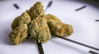 5 maneras de secar la marihuana rápido ante una urgencia