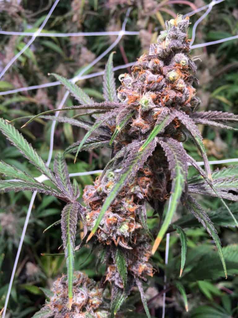 Subcool's the Dank