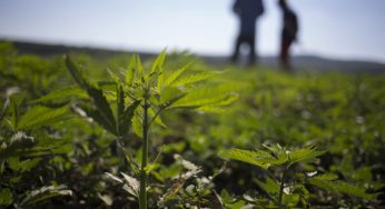 Cultivo de marihuana en exterior: tareas del mes de marzo