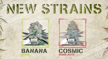 Descubre en Cannabislandia las nuevas semillas Bomb Seeds